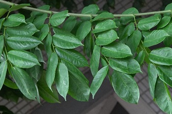 Oddly pinnate compound. Leaflets ovate-elliptic, apex shortly acuminate, base rounded, alternate.