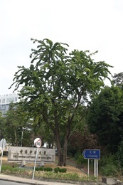位於香港中文大學大埔道正門的一株紫檀。