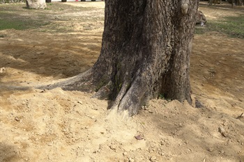 Old trees with buttress roots.