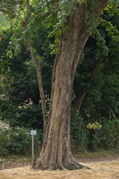 Trunk of <em>Pterocarpus indicus</em> Willd.