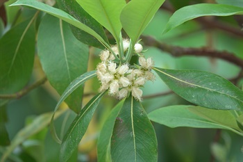 花瓣白色、倒卵狀圓形。雄蕊多數，花絲基部常合生成5束，常與花瓣對生，形態有如雀鳥頭上的冠毛。