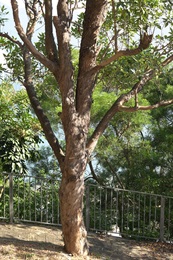紅膠木的樹幹。