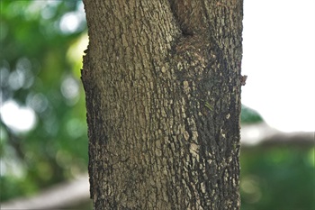 主幹樹皮褐色、粗糙，呈不規則縱裂。