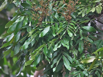 小葉葉尖急尖或鈍，小葉葉基楔形、不對稱，葉緣波狀。葉面深綠色、有光澤。