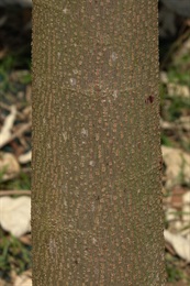 主幹樹皮灰褐色，近平滑。