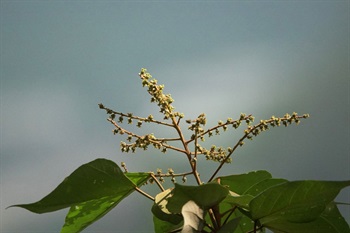 雌花花序。