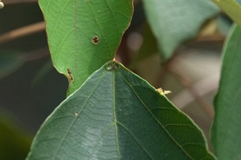 近葉柄處具腺體2個，像一對眼睛。