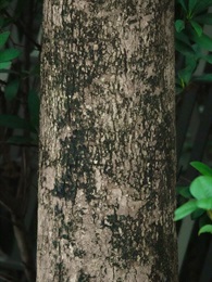 主幹樹皮褐色，縱裂。