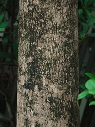 Bark of trunk brown, longitudinally fissured.