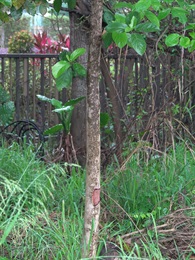 This tree “bleeds”. Once the bark is injured, red latex comes out, which will further congeal into scab.