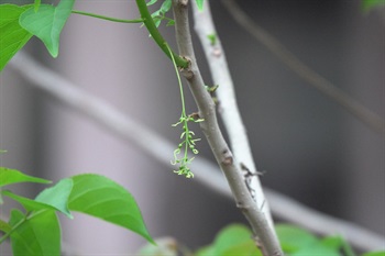 Inflorescence of female flowers of <em>Bischofia polycarpa</em> (H. Lév.) Airy Shaw, slender and drooping, grow on the lower part of current year branchlets.