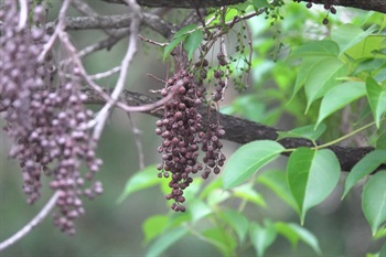 漿果狀，球狀，成熟時褐紅色。