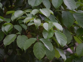 掌狀三出複葉。小葉卵圓形、近圓形至卵狀橢圓形。先端急尖至短漸尖，基部圓鈍、截形至淺心形，邊緣具鈍細鋸齒。