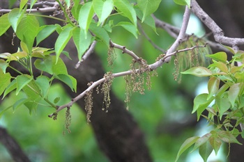 Inflorescence of male flowers of <em>Bischofia polycarpa</em> (H. Lév.) Airy Shaw, slender and drooping.