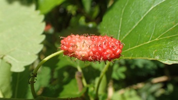 聚花果卵狀橢圓體、卵球體至圓柱體，由多數瘦果組成，具柄。