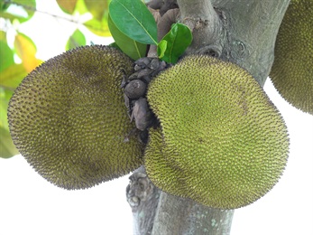 聚花果大型，橢圓體至球體或不規則形狀，表面具多數緊密且堅硬的六角形瘤狀凸體及粗毛，因其外形而俗稱「大樹菠蘿」。