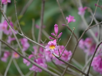 花瓣合生，管狀至漏斗狀，五裂。花冠紫紅色，開放初期喉部黃色。