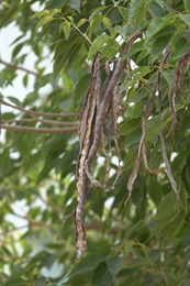 蒴果長圓柱形，兩端漸狹，成熟時深褐色、開裂。種子狹橢圓形，具一對透明膜質的翅。