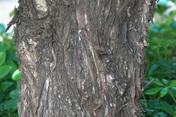 龍柏的樹皮。