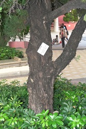 龍柏的樹幹。