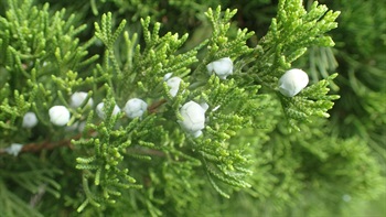 雌球花近球狀，初時常被白粉。