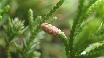 雄球花黃色，橢圓體，細小。