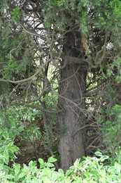 圓柏的樹幹。分枝低。小枝常直或稍弧狀彎曲。