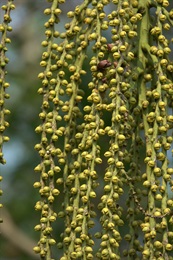 魚尾葵的雌花，花瓣初時綠色。