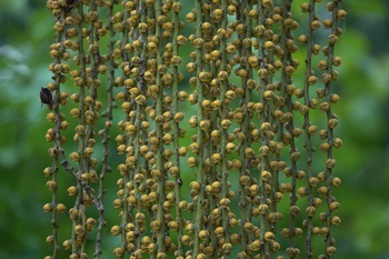 魚尾葵的雌花，花瓣後轉黃色。