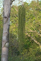 花序腋生，具多數穗狀的分枝花序，大型且下垂。