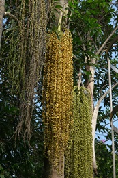 單性花，雌雄同株同序。