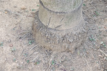 魚尾葵外露的根系。