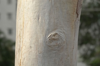 主幹上部樹皮灰白色至淺棕色、光滑。