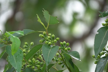 萼管杯狀。花萼、花瓣合生成一圓錐狀的帽狀體，先端具短尖。萼管與帽狀體形成一顆水滴狀的花蕾。