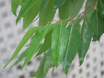 成熟葉片寬披針形，稍呈鐮刀狀，葉尖尾狀漸尖。葉面深綠色、光亮。