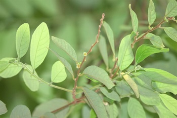 小枝被黃褐色柔毛。葉柄、葉底、托葉均被柔毛。