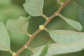 花黃綠色，細小，簇生於葉腋，近無梗。