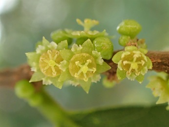 花朵的特寫。花5基數，輻射對稱，像徽章。有花盤。