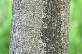 Bark of trunk brown, relatively smooth.