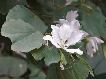 Petals 5, subequal, obovate to oblanceolate, white.