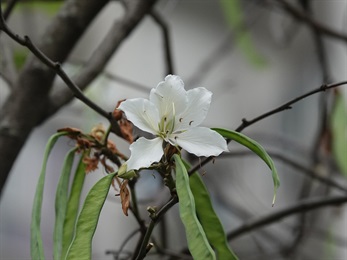 The upper petal is comparatively broader with conspicuous green and yellow stripes.