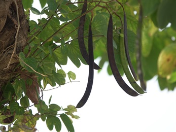Legume, blackish brown when mature, strap-shaped, flattened.