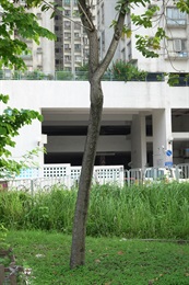 Trunk of <em>Bauhinia variegata</em> L. var. <em>candida</em> (Aiton) Buch.-Ham.