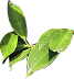 leaf 1